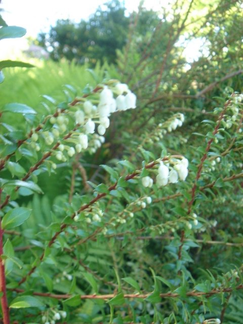 Pernettya mucronata